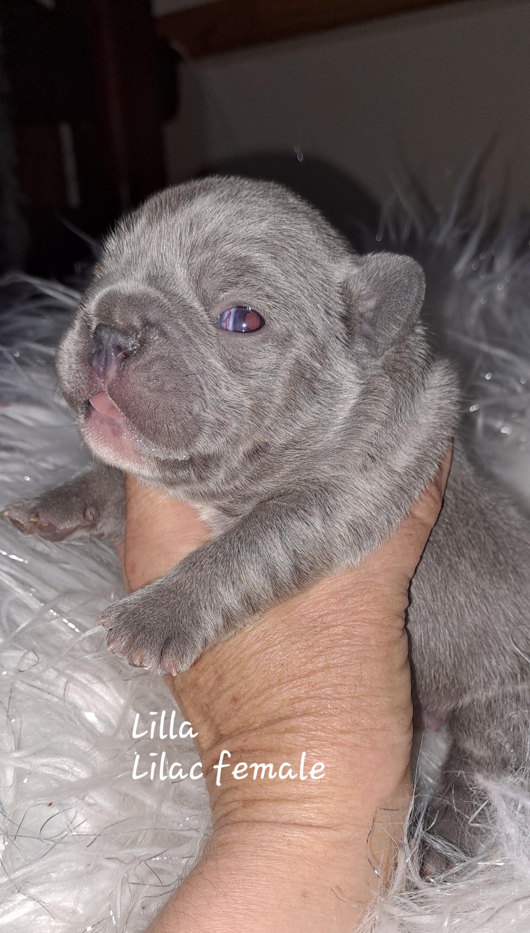 lilac-french-bulldog-female-puppy-south-africa